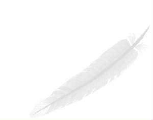 feather.jpg